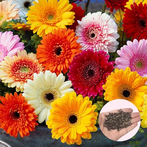 RFEGJVII 200pcs Chrysanthemen Samen gemischte Farbe Gerbera Blütensamen für Outdoor-Pflanzung Easic-Wachstumsgartenblumen Samen für Töpfe Garten Chrysanthemensamen 200pcs von RFEGJVII