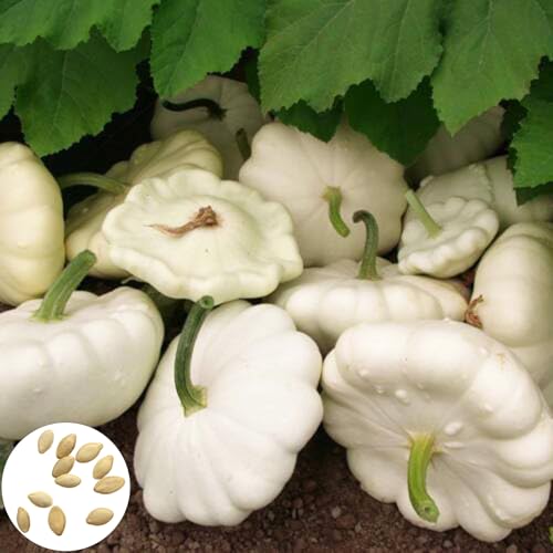RFEGJVII 25 pcs/Bag Kürbiskerne leicht zu pflanzen große Überlebensrate hohe Ertrag süßer nahrhafter Kürbissamen Vegetarische Gerichte Gartenversorgung Saatgut von RFEGJVII