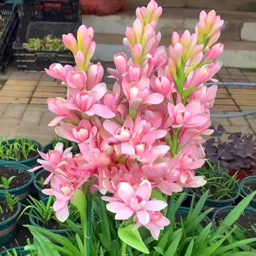 RFEGJVII 500 Stcs Tuberose Samen mehrjährige duftende auffällige Blüten Samen 500 Stcs Tuberose Samen Reh Reh Rabbit resistent Rosa RFEGJVII 500 Stcs Tuberose Samen mehrjährige duftende auffällige Blüten Samen 500 Stcs Tuberose Samen Reh Reh Rabbit resistent Rosa von RFEGJVII
