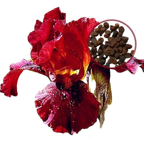 RFEGJVII Seltene Sorten Iris Samen Showy Cut Blume Seltene Sorten Iris Samen Showy geschnittene Blume Iris Samen kalte Dürrefeste Iris Samen für Gartengarten Pflanzung H 500 Stück von RFEGJVII