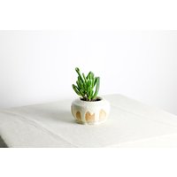 Handgefertigter Pflanztopf | Ø 11 cm Aus Keramik in Weiß Und Beige Handgefertigter Pflanztopf | Ø 11 cm Aus Keramik in Weiß Und Beige von RFeldmannEntwurf