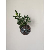 Vintage Wandblumenständer, Gebraucht, Handgefertigte Keramik von RGbyleonn