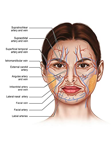 RIMURA Gesicht Körper Anatomie Muskel Venen Detaillierte Educational Science Poster Wandkunst Bilder Leinwand Gemälde Krankenhaus Klinik Salon Dekor (Color : 1, Size : 30X40cm Unframed) von RIMURA