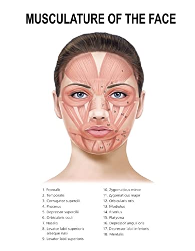 RIMURA Gesicht Körper Anatomie Muskel Venen Detaillierte Educational Science Poster Wandkunst Bilder Leinwand Gemälde Krankenhaus Klinik Salon Dekor (Color : 12, Size : 30X45cm Unframed) von RIMURA