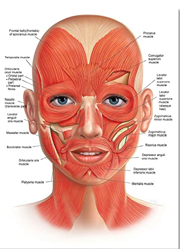 RIMURA Gesicht Körper Anatomie Muskel Venen Detaillierte Educational Science Poster Wandkunst Bilder Leinwand Gemälde Krankenhaus Klinik Salon Dekor (Color : 2, Size : 30X40cm Unframed) von RIMURA