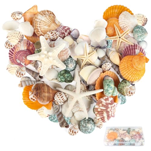 RISF 350g Muscheln Gemischt, 14 Arten Muscheln zum Basteln und 3 Arten Seestern, 3-9cm Muscheln Deko mit Aufbewahrungsbox, Meeresmuscheln für Vase Füller, Hochzeit Dekorationen, DIY Handwerk von RISF