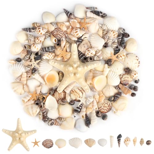 RISF Muscheln Gemischte, 13 Stile Muscheln zum Basteln, 170g Muscheln Deko mit Aufbewahrungsbox, Seestern Deko für Strandmottopartys, Handwerk, Vasenfüller von RISF
