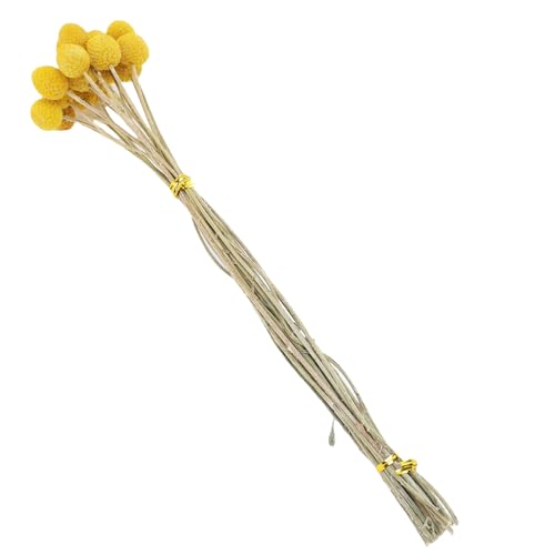 RIZGHWOY Getrocknete Blumenbündel Getrocknete Blüten Blumenstrauß Goldene Distel für Hochzeitsheimdekoration mit Gelben Getrockneten Blüten RIZGHWOY Getrocknete Blumenbündel Getrocknete Blüten Blumenstrauß Goldene Distel für Hochzeitsheimdekoration mit Gelben Getrockneten Blüten von RIZGHWOY