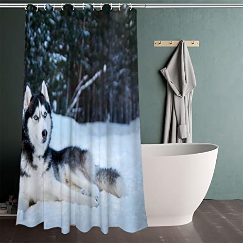 Duschvorhang Wasserdicht Anti-Schimmel 120x180cm Husky Hund Waschbar Polyester Stoff Badvorhänge mit 12 Haken für Dusche Badewanne Badezimmer Decor 3D Motiv Sibirischer Husky Bad Vorhäng von RLYXGS