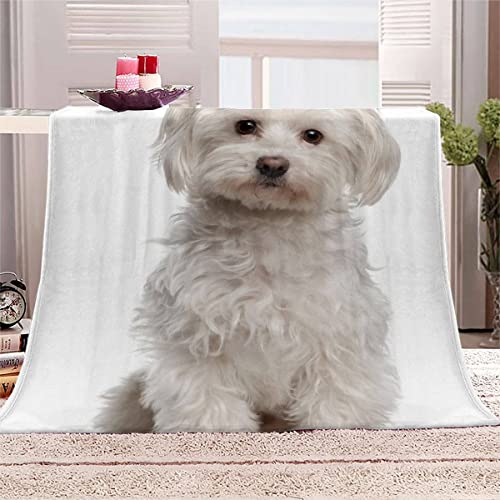 Kuscheldecke Erwachsene 3D Maltesisch Flanelldecke Sherpa Fleecedecke Motiv Decke 150x200 cm Mädchen Jungen Weißer Welpe Weiche Microfaser Warmer Wohndecke Bettüberwurf Sofatdecke von RLYXGS