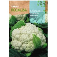 Caciflor snow ball 3G - Rocalba von ROCALBA