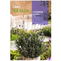 Rocalb von ROCALBA