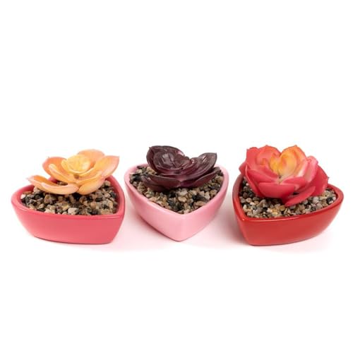 ROCKING GIFTS Kaktus Blumentopf Herz Keramik x2 Modelle Innendekoration Sukkulente 8 x 8 cm ROCKING GIFTS Kaktus Blumentopf Herz Keramik x2 Modelle Innendekoration Sukkulente 8 x 8 cm von ROCKING GIFTS