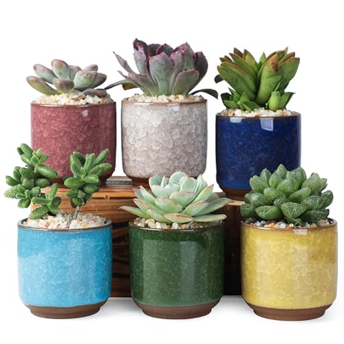 ROEOWENE 6 Stück Sukkulenten Töpfe Set 6cm Keramik Kaktus Pflanze Töpfe Mini Blumentöpfe mit Untersetzer Deko Pflanztopf Klein Pflanzgefäß Sukkulententopf für Home Office Schreibtisch Balkon von ROEOWENE
