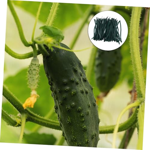 ROMISBABA 500 Stück Pflanzenbinder aus Langlebigem Wiederverwendbarem Gummiband Wetterbeständig für Garten Kletterpflanzen Gemüse und Baumbindung Sicherer Halt für Pflanzenstiele Vielseitig ROMISBABA 500 Stück Pflanzenbinder aus Langlebigem Wiederverwendbarem Gummiband Wetterbeständig für Garten Kletterpflanzen Gemüse und Baumbindung Sicherer Halt für Pflanzenstiele Vielseitig von ROMISBABA