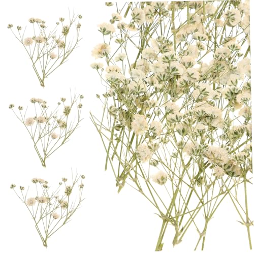 ROMISBABA Getrocknete Schleierkraut Trockenblumenstrauß Weiß DIY Naturdeko Vasefüllung für Hochzeit Party Valentinstag Wohnzimmer Boho Dekoration ROMISBABA Getrocknete Schleierkraut Trockenblumenstrauß Weiß DIY Naturdeko Vasefüllung für Hochzeit Party Valentinstag Wohnzimmer Boho Dekoration von ROMISBABA