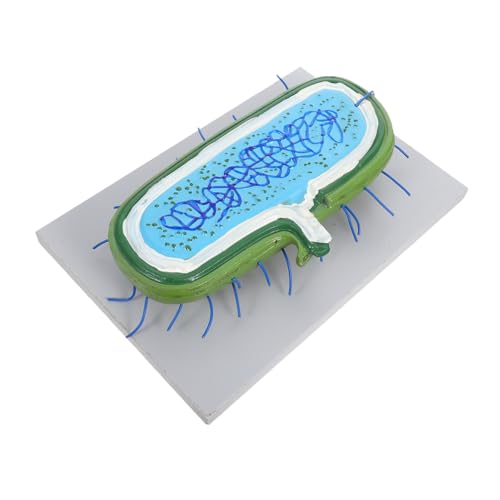 ROMISBABA Nucleus -modell Zellmodellbausatz Tierisches Zellmodell Zellstrukturmodell Pflanzenzellmodell Mikrobiologisches Modell Zellkernmodell Bildungsspielzeug Lehrmodell von ROMISBABA