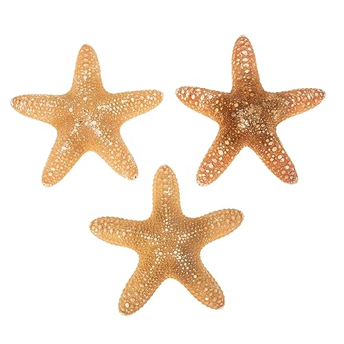 RORPOIR 3 Stück Teiliges Natur Seesterne Deko für Strandthemen Wand und Aquariumschmuck für Hochzeiten Partys und DIY Projekte Große Seesterne von RORPOIR