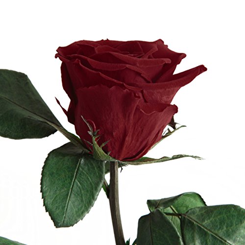Infinity Rose Dunkelrot - echte Rose konserviert haltbar 3 Jahre 45-50cm in Box - ewige Rose mit Stengel für Blumenvase rotes Wohnaccessoires Deko modern und Liebesgeschenke für Frauen (Burgundy) von ROSEMARIE SCHULZ Heidelberg