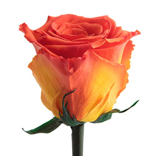 ROSEMARIE SCHULZ Heidelberg Infinity Rose Orange - ewig blühende Rose mit Rosenduft für besondere Anlässe und als besonderes Geschenk – Rosen mit Duft in Blumenbox (Orange) von ROSEMARIE SCHULZ Heidelberg