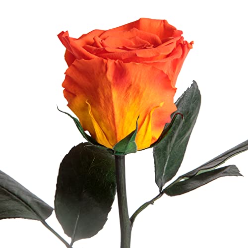 ROSEMARIE SCHULZ Heidelberg Ewige Rose Orange - blühende konservierte Rose mit Rosenduft für besondere Anlässe und als besonderes Geschenk – Rosen mit Duft in Blumenbox (Orange) von ROSEMARIE SCHULZ Heidelberg
