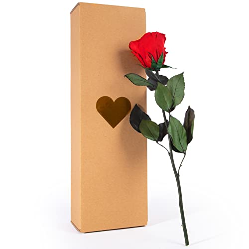 ROSEMARIE SCHULZ Heidelberg Ewige Rose Rot mit Stiel - 30-35cm lang echte Blume haltbar 3 Jahre in Box - konservierte Rose Freundin Geschenk zum Geburtstag und Valentinstag (Rot) von ROSEMARIE SCHULZ Heidelberg