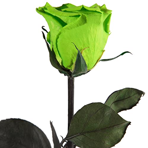 Infinity Rose Grün - echte ewige Rosen mit Stängel 45-50cm lang haltbar 3 Jahre - Blumen für Deko Vase grün Boho Style Geschenke für Frauen zum Geburtstag - Genesung Geschenke Frau (Grün) von ROSEMARIE SCHULZ Heidelberg