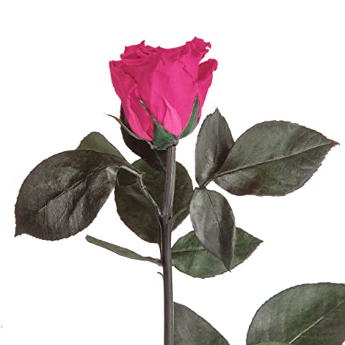 Infinity Rose Pink - lange Infinity Rose mit Stiel - echte Rose Fuchsia Pink 45-50cm lang - haltbar 3 Jahre konservierte Rose für Blumenvase Tisch - Beste Freundin Geschenke (Magenta) von ROSEMARIE SCHULZ Heidelberg
