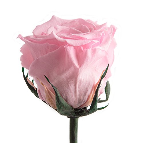 Infinity Rose Rosa einzeln mit Stiel - echte Rose konserviert 45-50cm lang haltbar 3 Jahre als Liebesgeschenke für Frauen zum Valentinstag - haltbare rosa Rosen beste Freundin Geschenke (Rosa) von ROSEMARIE SCHULZ Heidelberg