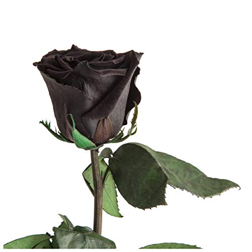 Infinity Rose Schwarz - echte ewige Rose mit Stiel 45-50cm lang haltbar 3 Jahre - Blumen Schwarze Deko Geschenke für Frauen zum Geburtstag - Beste Freundin Geschenke (Schwarz) von ROSEMARIE SCHULZ Heidelberg