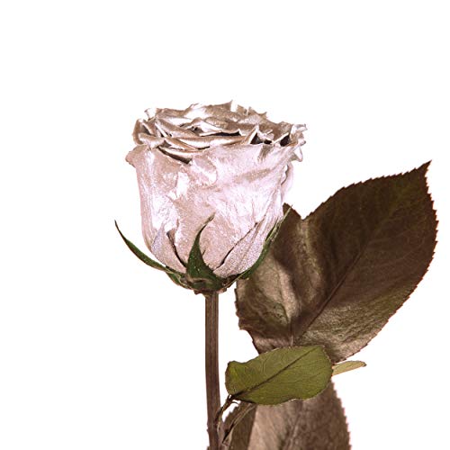 Infinity Rose Silber mit Stängel - echte Rose 45-50cm haltbar 3 Jahre - konservierte Rose die eine Ewigkeit blüht für 25 Jahre Jubiläum Geschenke zur Silberhochzeit silberne Tischdeko (Silber) von ROSEMARIE SCHULZ Heidelberg