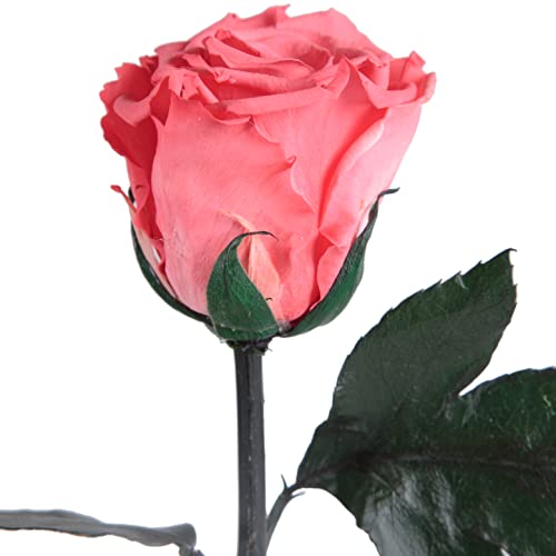 Infinity Rose Korall-Rot - echte Rose mit Stiel konserviert 45-50cm lang haltbar 3 Jahre - rote Deko Geschenke für Freundin zum Geburtstag Frauen Geschenke für Sie (Korall) von ROSEMARIE SCHULZ Heidelberg