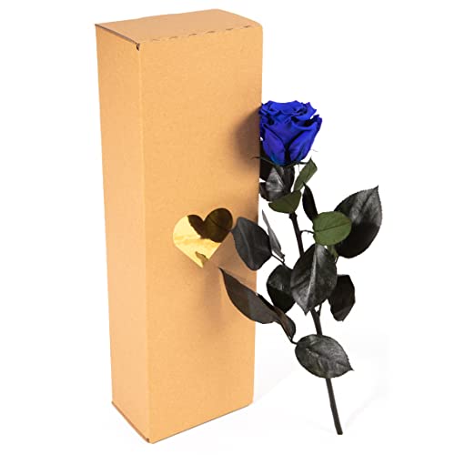 Ewige Rose Blau - haltbar 3 Jahre echte Rosen konserviert mit Stiel 30-35cm lang in Box - unendliche Rosen haltbar für Damen Geschenke mit blauen Augen und für blaue Blumenvase (Blau) von ROSEMARIE SCHULZ Heidelberg