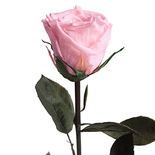 Ewige Rose Rosa einzeln mit Stiel - echte Rose konserviert 30-35cm lang haltbar 3 Jahre als Liebesgeschenke für Frauen zum Valentinstag - haltbare rosa Rosen beste Freundin Geschenke (Rosa) von ROSEMARIE SCHULZ Heidelberg