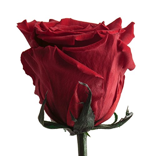 ROSEMARIE SCHULZ Heidelberg Infinity Rose Rot mit Stiel - 45-50cm lang echte Blume haltbar 3 Jahre in Box - konservierte Rose Freundin Geschenk zum Geburtstag und Valentinstag (Rot) von ROSEMARIE SCHULZ Heidelberg