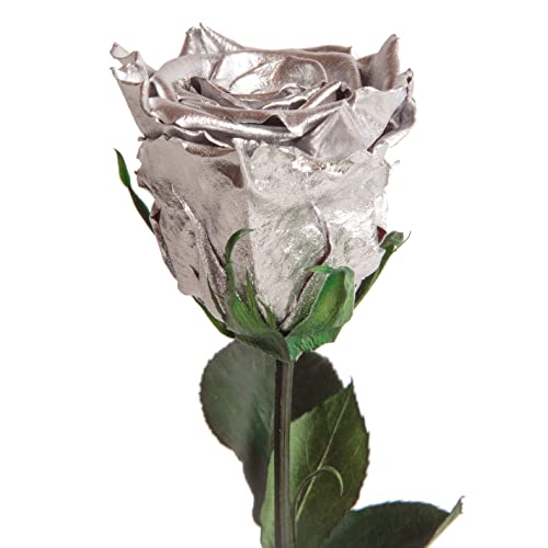 Ewige Rose Silber mit Stängel - echte Rose 30-35cm haltbar 3 Jahre - konservierte Rose die eine Ewigkeit blüht für 25 Jahre Jubiläum Geschenke zur Silberhochzeit silberne Tischdeko (Silber) von ROSEMARIE SCHULZ Heidelberg