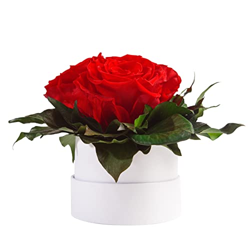 ROSEMARIE SCHULZ Heidelberg Infinity Rosenbox weiß rund konservierte Blumen Rot - 3 Infinity Rosen Durchmesser 15 cm - Geschenk für Freundin (Rot, Medium) von ROSEMARIE SCHULZ Heidelberg