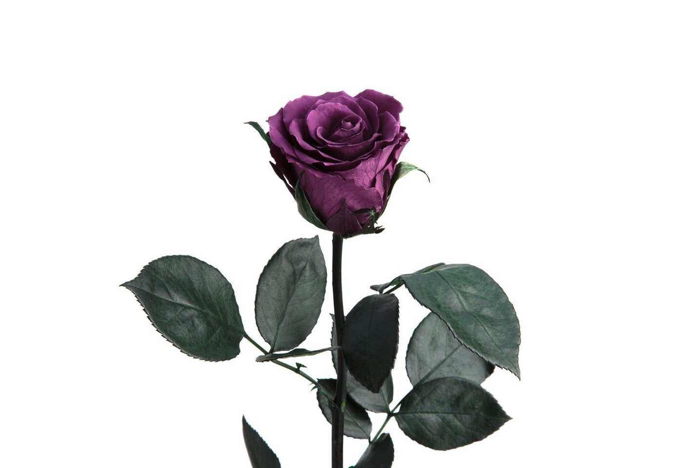 Kunstblume Ewige Rose konserviert mit Stiel echte haltbare Rose Infinity Rose, ROSEMARIE SCHULZ Heidelberg, Höhe 50 cm, Liebesbeweis Geschenk für sie Rose von ROSEMARIE SCHULZ Heidelberg