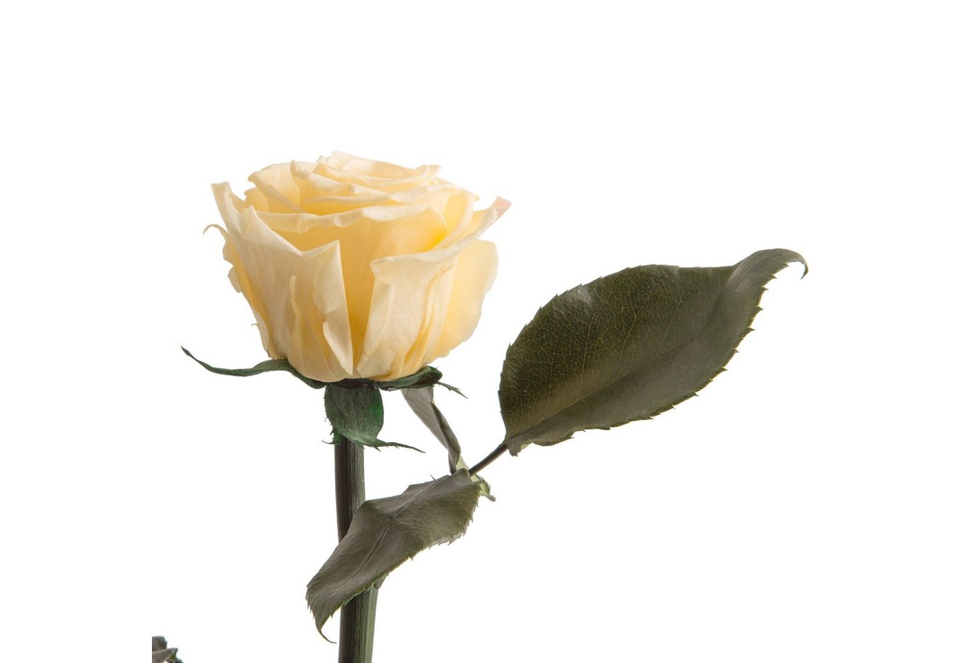 Kunstblume Ewige Rose konserviert mit Stiel echte haltbare Rose Infinity Rose, ROSEMARIE SCHULZ Heidelberg, Höhe 50 cm, Liebesbeweis Geschenk für sie Rose von ROSEMARIE SCHULZ Heidelberg