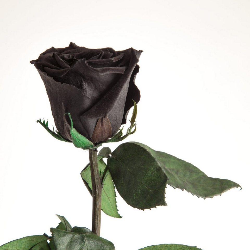 Kunstblume Ewige Rose konserviert mit Stiel echte haltbare Rose Infinity Rose, ROSEMARIE SCHULZ Heidelberg, Höhe 30 cm, Liebesbeweis Geschenk für sie Rose, Made in Germany Kunstblume Ewige Rose konserviert mit Stiel echte haltbare Rose Infinity Rose, ROSEMARIE SCHULZ Heidelberg, Höhe 30 cm, Liebesbeweis Geschenk für sie Rose, Made in Germany von ROSEMARIE SCHULZ Heidelberg