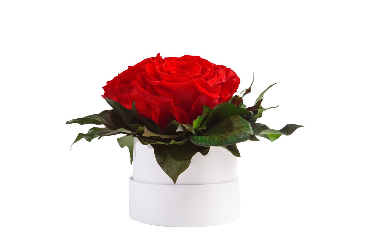 Kunstblume Infinity Rosenbox weiß rund 3 echte Rosen konserviert Rose, ROSEMARIE SCHULZ Heidelberg, Höhe 10 cm, Geschenk für Sie Rosen von ROSEMARIE SCHULZ Heidelberg