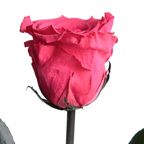 Ewige Rose Pink mit Stiel - echte Rose Fuchsia 30-35cm lang - haltbar 3 Jahre konservierte Rose für Blumenvase Tisch in Dekoration Wohnung modern - Beste Freundin Geschenke (Magenta) von ROSEMARIE SCHULZ Heidelberg