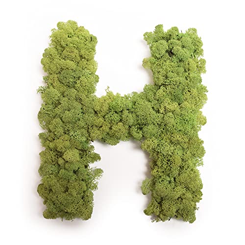 Moosbuchstabe Islandmoos ABC Buchstaben mit Moos (H, 30 cm) von ROSEMARIE SCHULZ Heidelberg