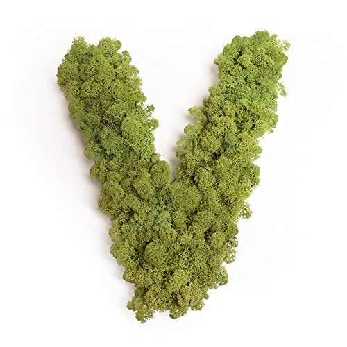 Moosbuchstabe Islandmoos ABC Buchstaben mit Moos (V, 30 cm) von ROSEMARIE SCHULZ Heidelberg