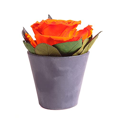 ROSEMARIE SCHULZ Heidelberg 1 ewige Rose Orange konserviert in kegelförmigen Blumenvase aus Recyclingpapier Blumenbox Rosenbox (Orange, 1 Rose) von ROSEMARIE SCHULZ Heidelberg