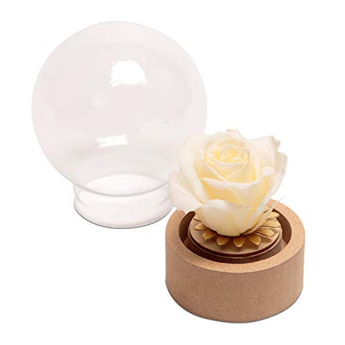 ROSEMARIE SCHULZ Heidelberg Baby-Rose im Glas Champagner Rund echte Infinity Rose in Glaskuppel (Small, Beige) von ROSEMARIE SCHULZ Heidelberg