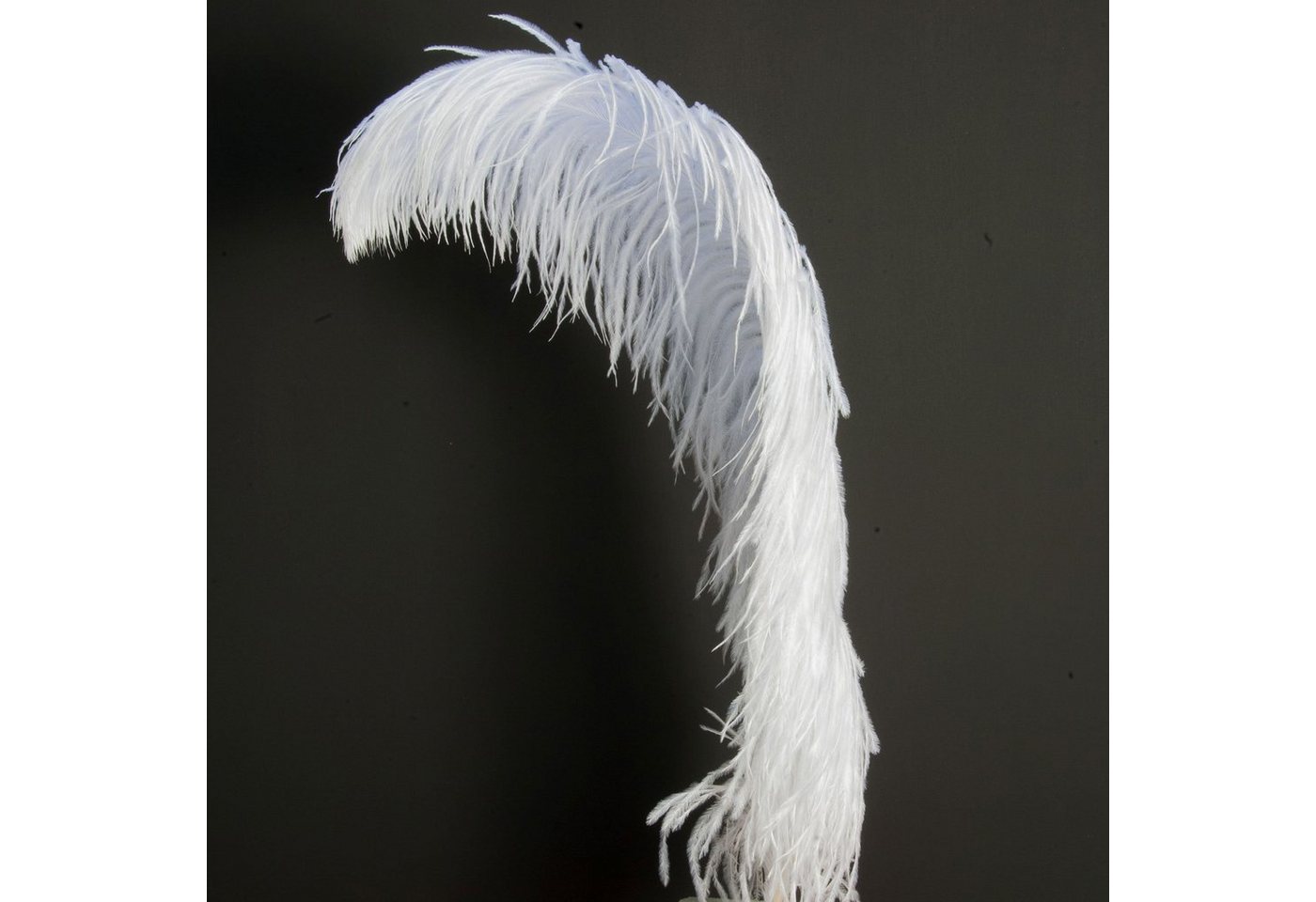 ROSEMARIE SCHULZ Heidelberg Bastelfedern 1 Straußenfeder 60-70cm lang Dekofeder Karneval Massage Hochzeit, extra lange Feder 60-70 cm ROSEMARIE SCHULZ Heidelberg Bastelfedern 1 Straußenfeder 60-70cm lang Dekofeder Karneval Massage Hochzeit, extra lange Feder 60-70 cm von ROSEMARIE SCHULZ Heidelberg