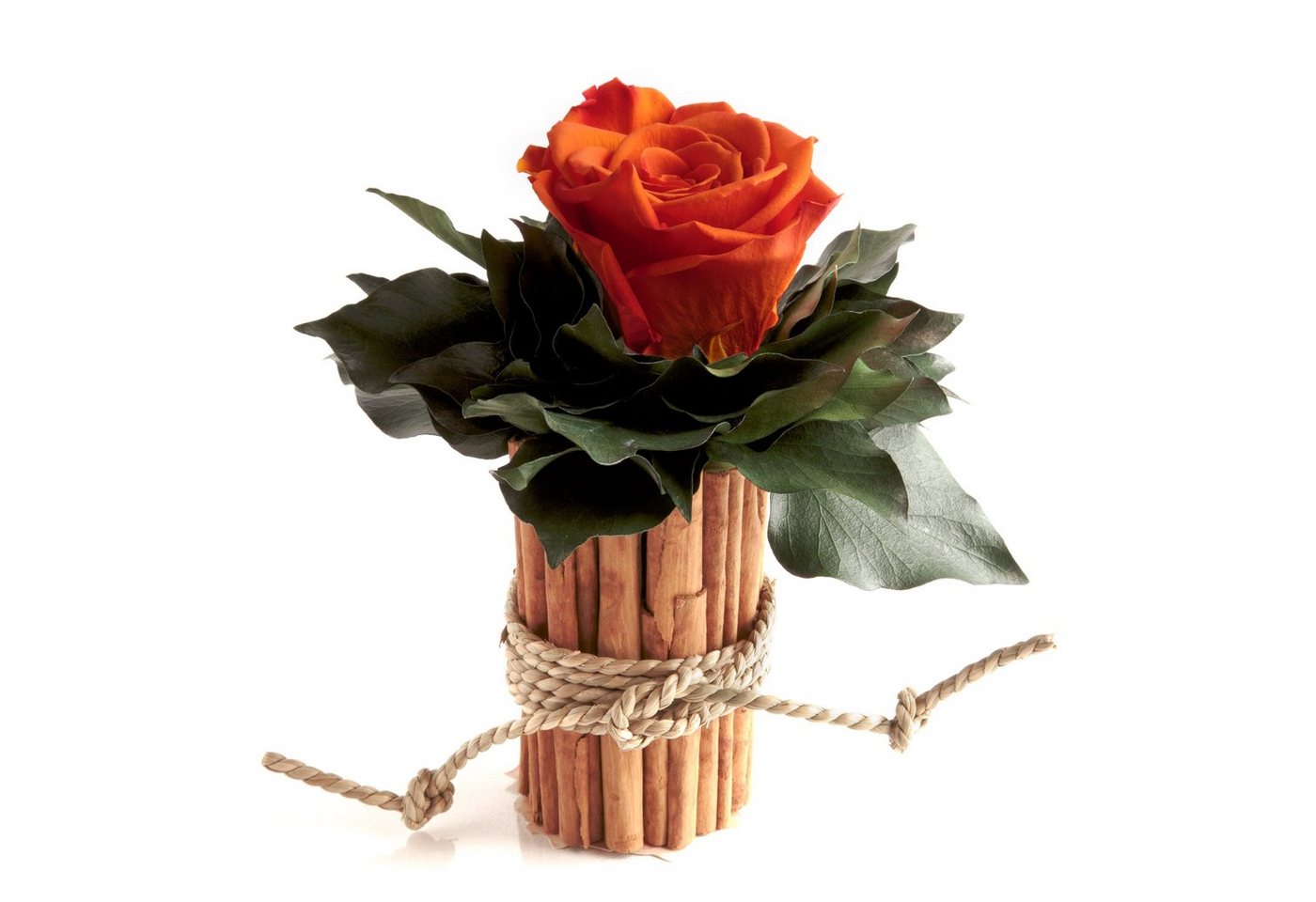 Kunstblumenstrauß Blumenstrauß Zimtbecher Infinity Rosen Kunstpflanze, ROSEMARIE SCHULZ Heidelberg, Höhe 15 cm, Infinity Rosen, Made in Germany Kunstblumenstrauß Blumenstrauß Zimtbecher Infinity Rosen Kunstpflanze, ROSEMARIE SCHULZ Heidelberg, Höhe 15 cm, Infinity Rosen, Made in Germany von ROSEMARIE SCHULZ Heidelberg