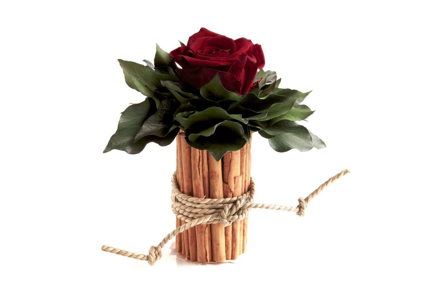 Kunstblumenstrauß Blumenstrauß Zimtbecher Infinity Rosen Kunstpflanze, ROSEMARIE SCHULZ Heidelberg, Höhe 15 cm, Infinity Rosen, Made in Germany Kunstblumenstrauß Blumenstrauß Zimtbecher Infinity Rosen Kunstpflanze, ROSEMARIE SCHULZ Heidelberg, Höhe 15 cm, Infinity Rosen, Made in Germany von ROSEMARIE SCHULZ Heidelberg