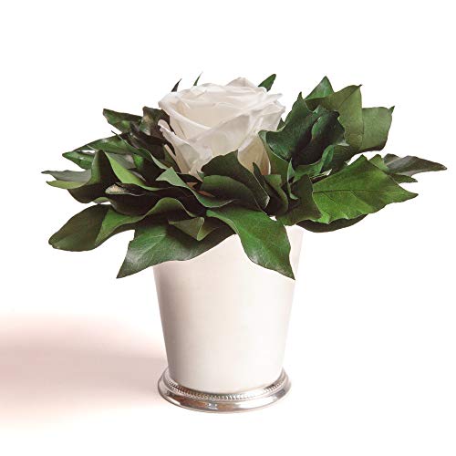 ROSEMARIE SCHULZ Heidelberg Infinity Blume in silberfarbenen Becher ewige Rose konserviert Blumenstrauß langhaltend (Weiss, 1 Rose) von ROSEMARIE SCHULZ Heidelberg